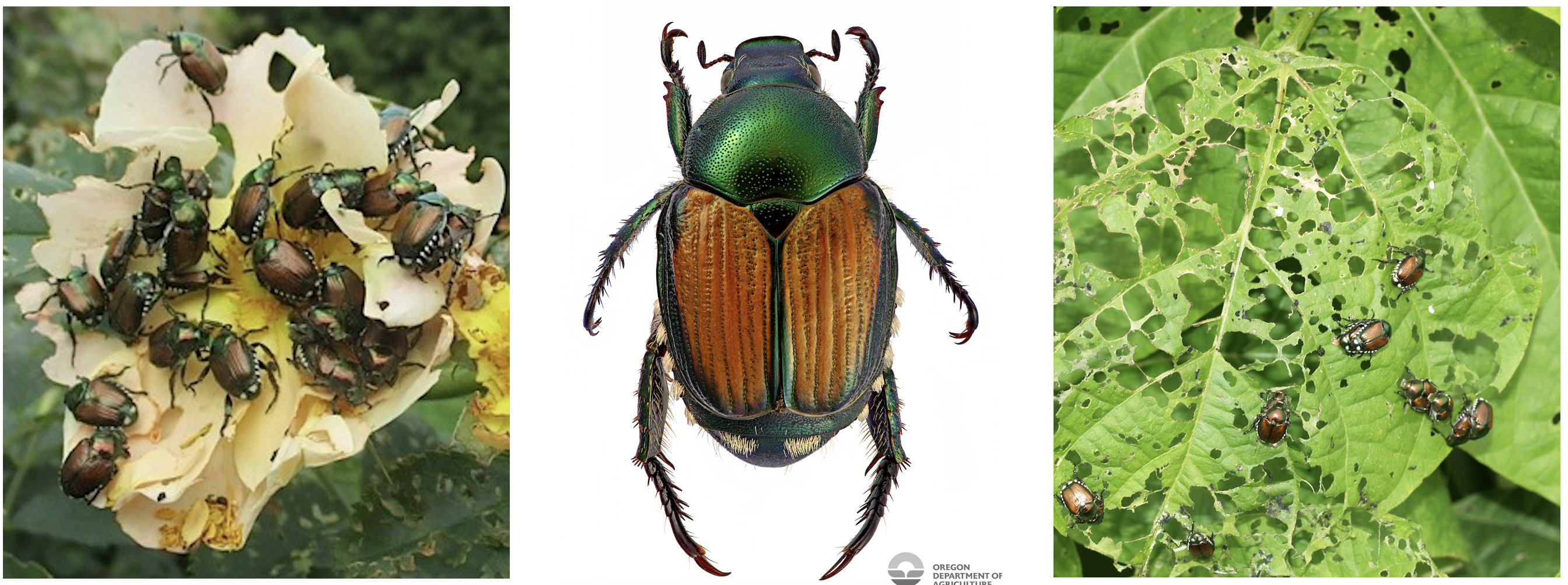 その他 Abao beetle dede Ant nest beetle - Wikipedia